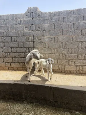 صخله هي وبنتها اول انتاج لها من حلال الجبل الاخضر اللون المرغوب ما شاء الله تبارك الرحمن