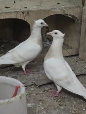 حمام للبيع