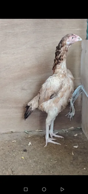 دجاج باكستاني للبيع