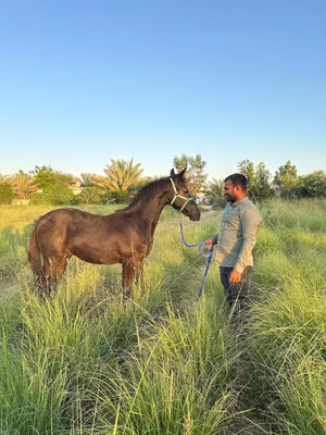 Arabo Fresian colt for sale