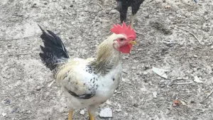 ديج عرب للبيع