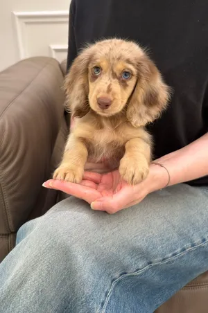 Teacup Dachshund