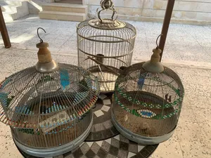 أقفاص مميزه للبيع على الجميع