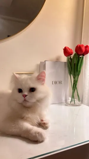 قط شيرازي ابيض للتبني مجاناً عمره4شهور