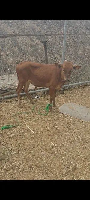 للبيع عجل محلي