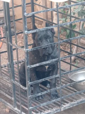 Female cane Corso puppy 4 months
