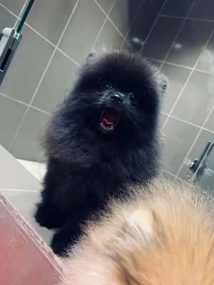Pomeranian puppy