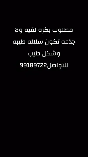 مطلوب بكره لقيه ولا جدعه ولا ثنيه شكل طيب وسلاله طيبه