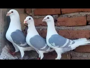 متاح فراخ زواجل