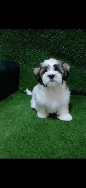 Shih tzu puppy