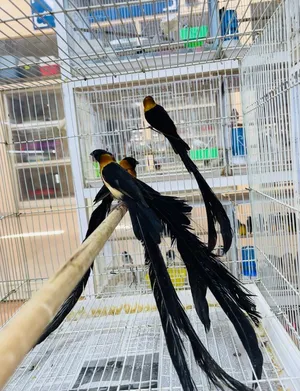 Paradise Wada Finch