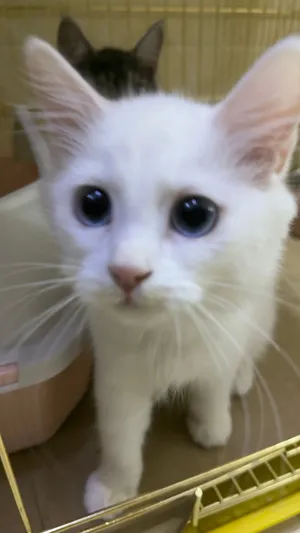Sherazi Russian blue eyes cat