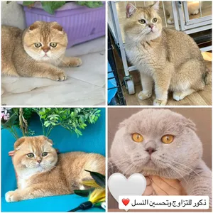 ذكور للتزاوج