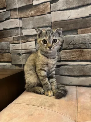 قطط سكوتش فولد مكس