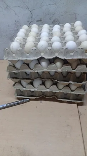 بيض طازج Desi Fresh Eggs