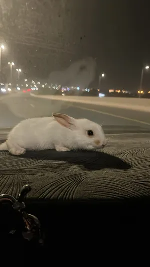 ارنب عمره تقريبا 3 شهور