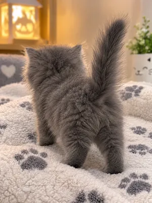 قطه للبيع بسعر مناسب