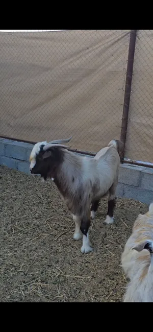 للبيع تيس سعيدي اصل