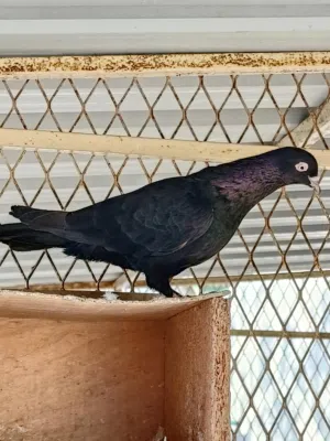 كويتي عرض خاص الزوج ب250.... Kuwaity pigeon