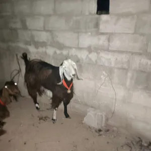 عنز من كل جال حبه