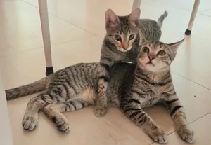 Street rescued cats for adoption