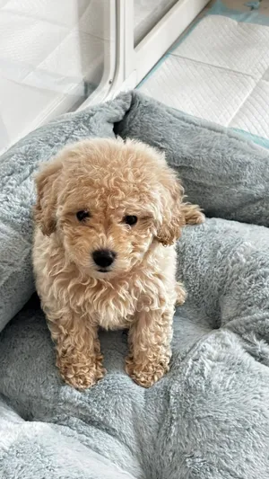 Toy poodle