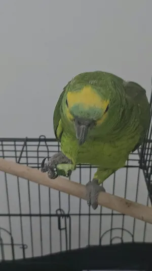 بيع ببغاء أمازون - Amazon Parrot