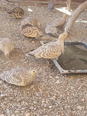 طيور بريه لاصحاب المحميات