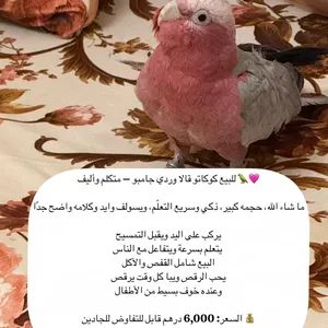 ببغاء كوكاتو التواصل واتس اب او خاص شامل التوصيل و الاكل والقفص