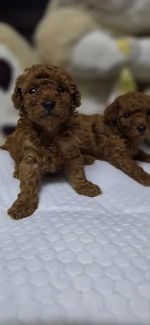 pure red - apricot- black toy poodle home raised pups..looking for loving families..