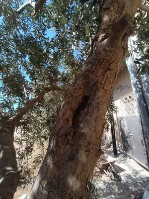 السلام عليكم اي شخص عنده شجر تين مسوس مابوده اياه أو اي نوع من شجر جاهزين لازاله وللقص بناخد شجر بدل