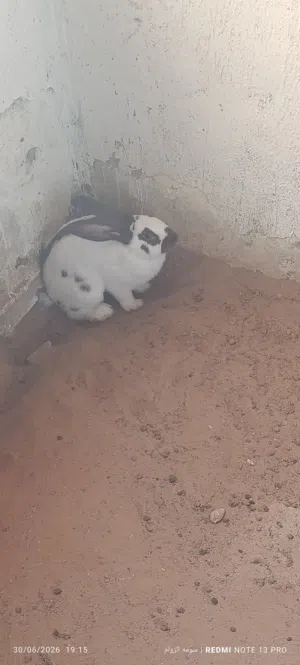 ارانب اللبيع