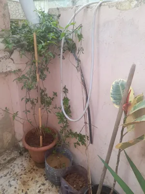 بيت للبيع في حي الحسين الزرقاء خلف عيادة الدكتور عاصف السفاريني