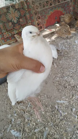 للبيع سمان تكساس العملاق وعفاد وحمام متنوع لاسعار في الوصف