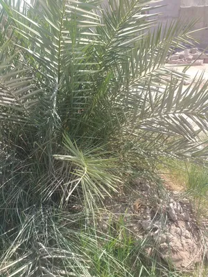 يوجد فسائل  حره  نوع  ساير  درجه اوله  وخضراوي  نوعيه منتازه  برحي نوعيه جيده