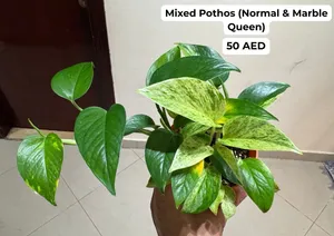 Mixed Pothos (Normal & Marble Queen) نبات بوثوس - ميكس انواع مختلفة في اصيص واحد