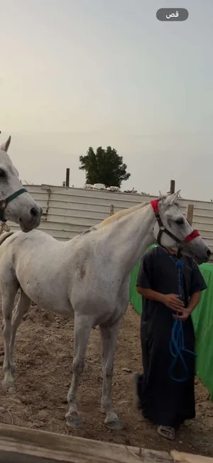 خيل للبيع 300