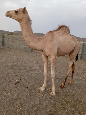 بكره بنت الباز ماشاءالله تبارك الرحمن العمر سنه قاصر شهر 1000 ريال قابل للتفاوض