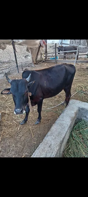 بيع ثور عماني