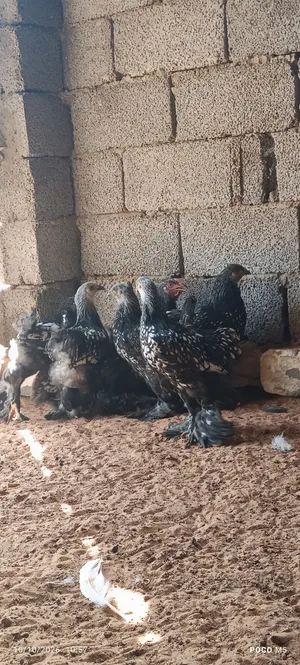 دجاج براهما طوق وسبرايت ابيض