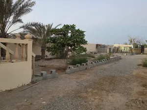 للبيع ارض زراعيه قائمه في السوادي