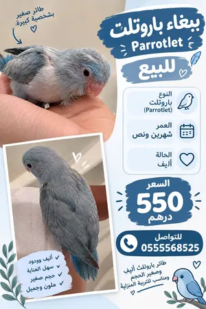 عصفور parrotlet