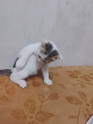 قط صغير الحجم