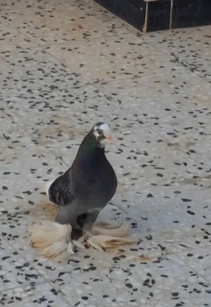 طرف هزاز اللهم بارك