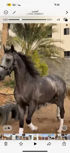 حصان للبيع  قابل بحدود المعقول