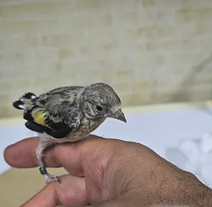 حسون  بارفا