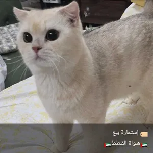 ذكر سكوتش فولد مكس برتش