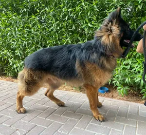 Male German sheppard  pure long hair 15 month   With passport .. microship.. fully vaccine