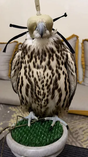 حر من حر بكر