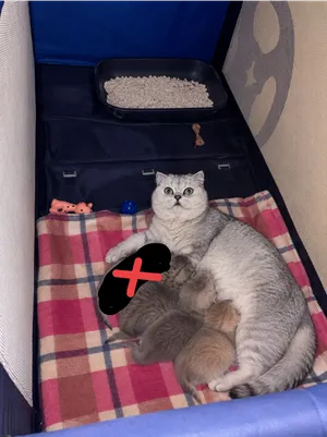 سكوتيش سترايت